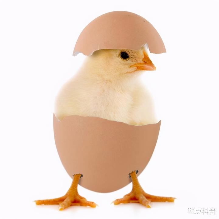 为什么鸡在未受精的情况下,365天都在下蛋?它和恐龙是近亲?