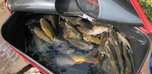 海南|海南江里禾花鲤泛滥成灾,钓鱼人:罗非鱼都被它们赶跑了