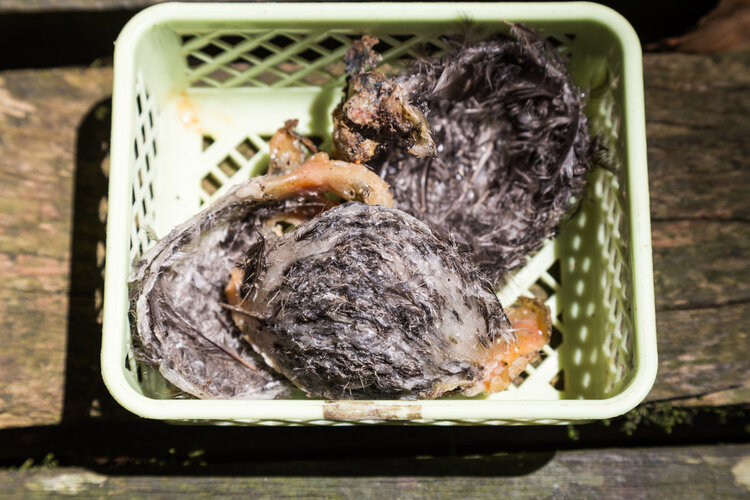 燕窝|全世界的渣渣，只有中国人当成宝的燕窝，真是燕子的口水吗？