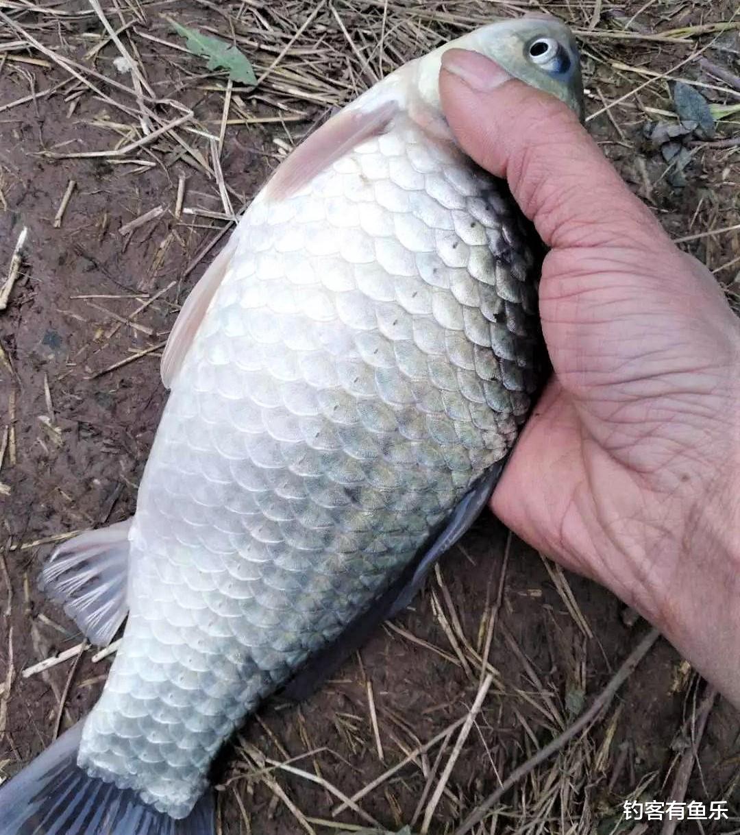 |冬季钓鱼怎样找鱼窝？找到了鱼窝，如何打窝比较好？