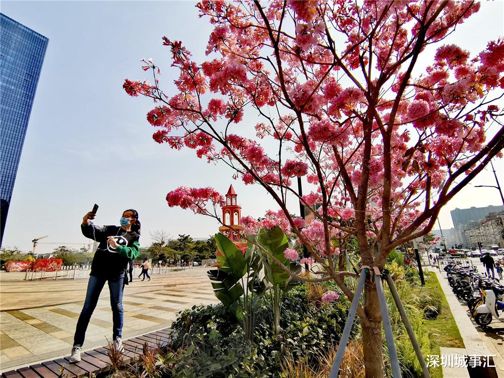深圳城事汇 龙华东环二路风光：紫花风铃木开了，花真美，路人纷纷驻足拍照