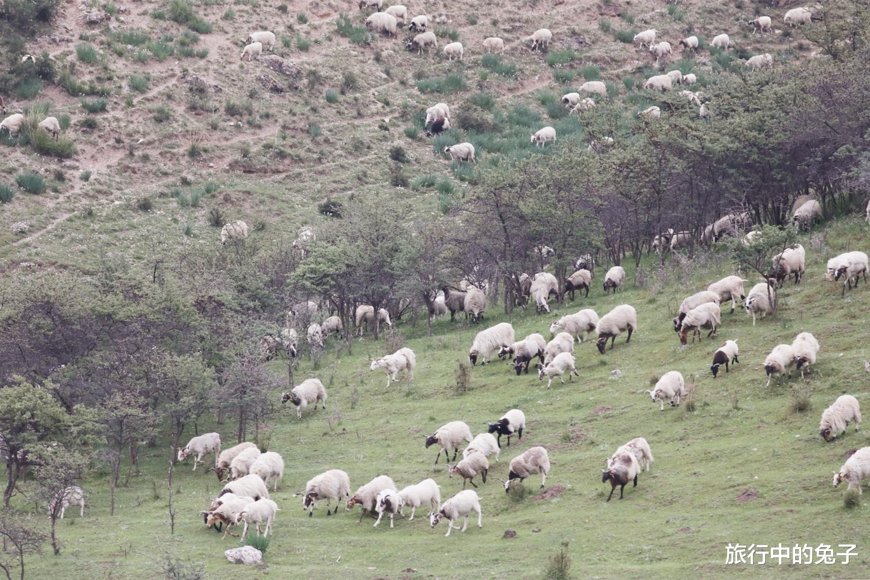 高原反应 “生命禁区”可可西里，看似人畜无害的小动物，都可能威胁生命