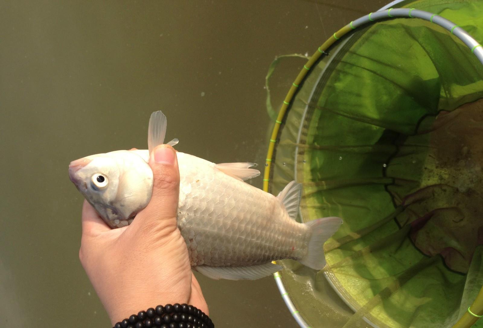 |天冷蚯蚓太难用？瞎说！只因用法不太对，怪不得斤鲫从不吃你的钩