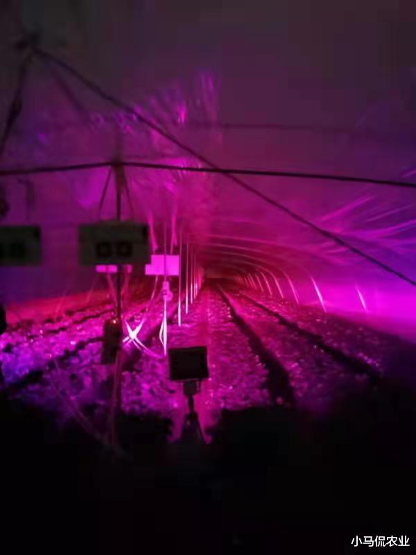 山东男子花费5万买一盆多肉绿植，越养越值钱，到底长啥样