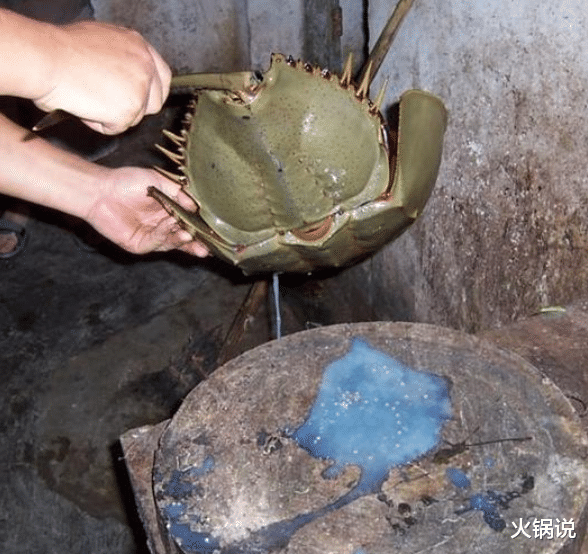 科学家 鲎活了4亿年，血液救了无数人，如今却被端上餐桌，生存状况堪忧