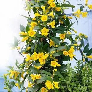 植物|闻香识花之法国香水