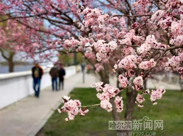 哈尔滨新闻网 森林草原火险黄色预警继续发布丨今明两天比较凉，26日暖脊“光顾”气温小升