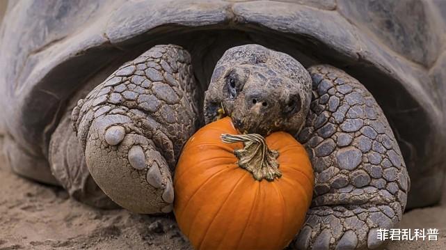 陆龟 为了吃上新鲜肉，陆龟被早期水手带上了船，成了“活罐头”