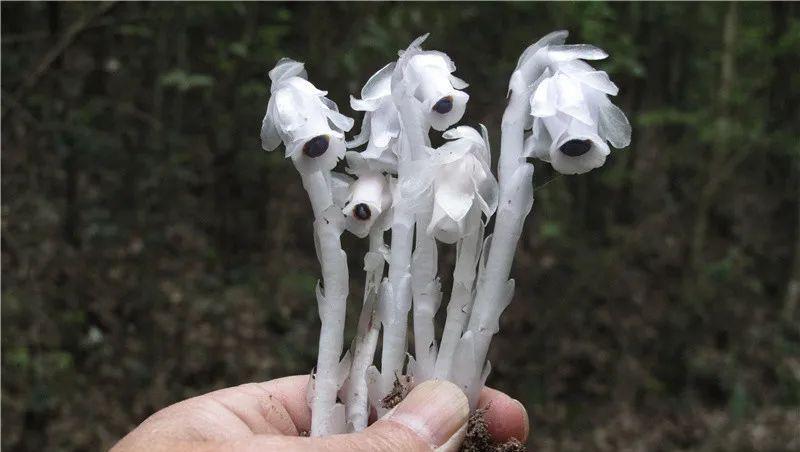 种上阳台|深山遇上罕有的“幽冥之花”，不能移栽它，唯有猛拍它！