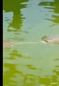 |“钓鱼被咬了，不过钓到了一条招财龙鱼，不亏..”