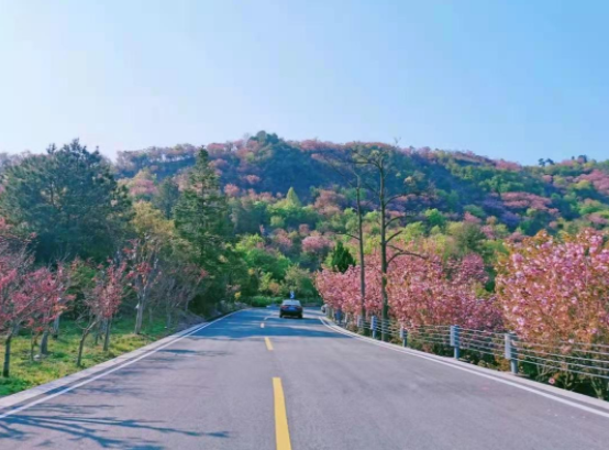 湖南 强烈推荐！宁波醉美樱花公路打卡攻略！