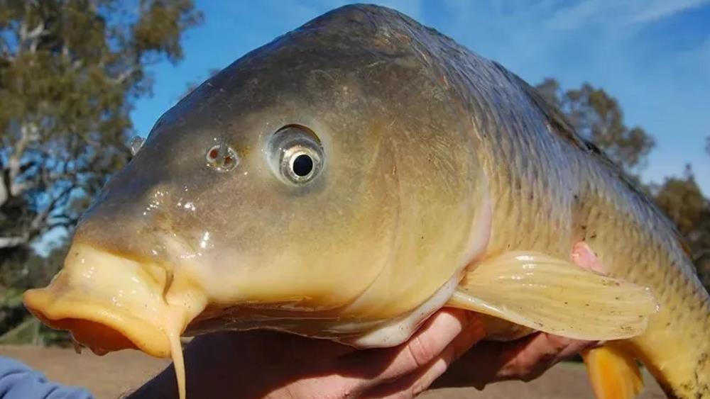 |在被中国鲤鱼肆虐的外国河流钓鱼,会是啥景象?钓友看完直接吓懵