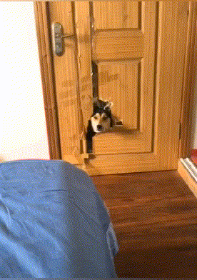 萌萌萌说|你认为结婚超过十年的夫妻还会接吻吗？哈哈哈哈，神评是魔鬼吗？