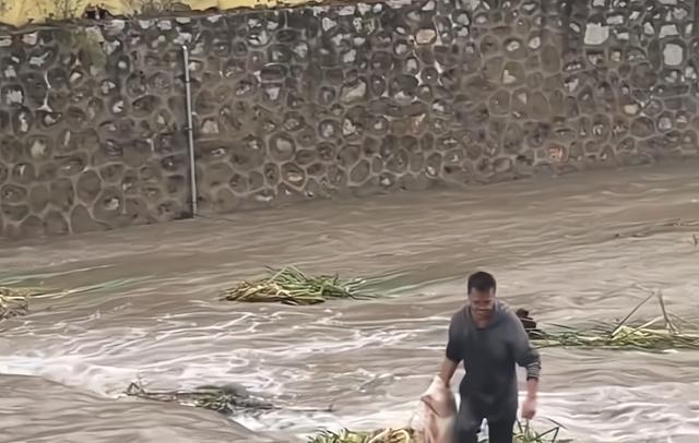 山西省 山西洪水过境，40斤大鱼被水草缠住，小伙下河捞起，网友：放生吧