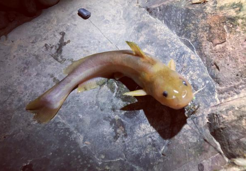 |黄辣丁一年四季都能钓，有个节点是黄辣丁最佳作钓时间，你知道么