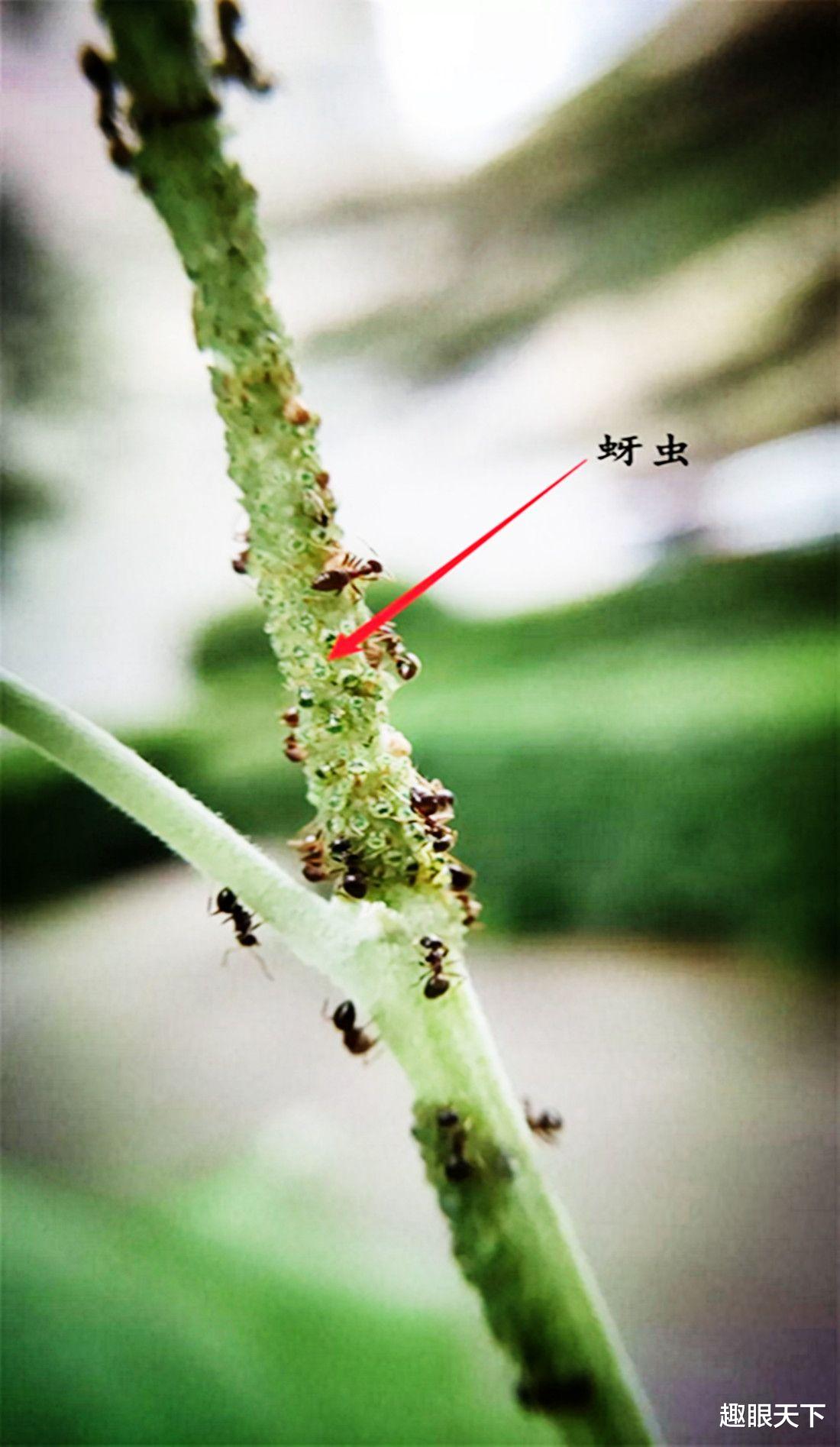 科学家 蚂蚁已进入农耕社会？科学家发现蚂蚁已学会放牧和种植，引发热议