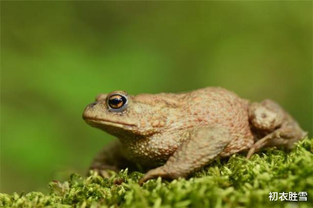 太阳系 茕茕白兔，东走西顾，这里的白兔和月亮中的玉兔，有什么关系？