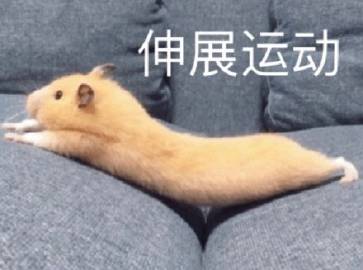 桉月|表情包：可爱萌宠的表情