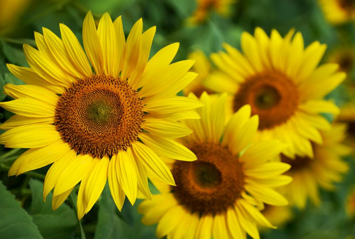 那年的星座|7月中旬贵人齐临家门，喜上喜，财路一路畅通，衣食无忧的生肖