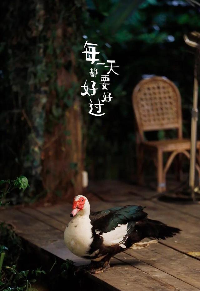 张艺兴|《向往5》播出时间确定，黄小厨回复网友评论证明张艺兴将加盟