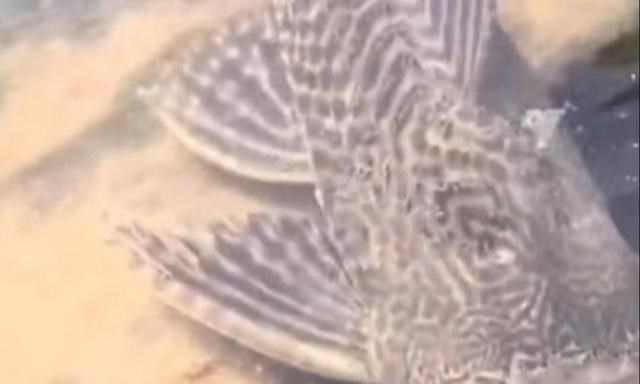 |僵尸鱼？此鱼无头却还活着，网友：入侵物种太可怕了