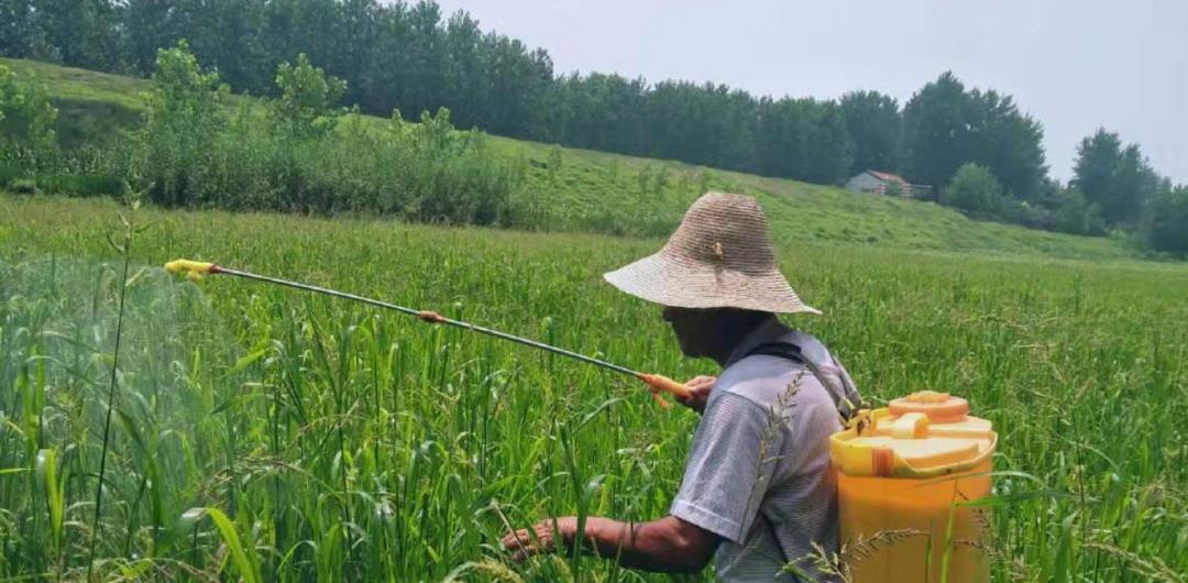 情微说|百草枯究竟有多毒?给你足够的时间去后悔,却不给你活命的机会