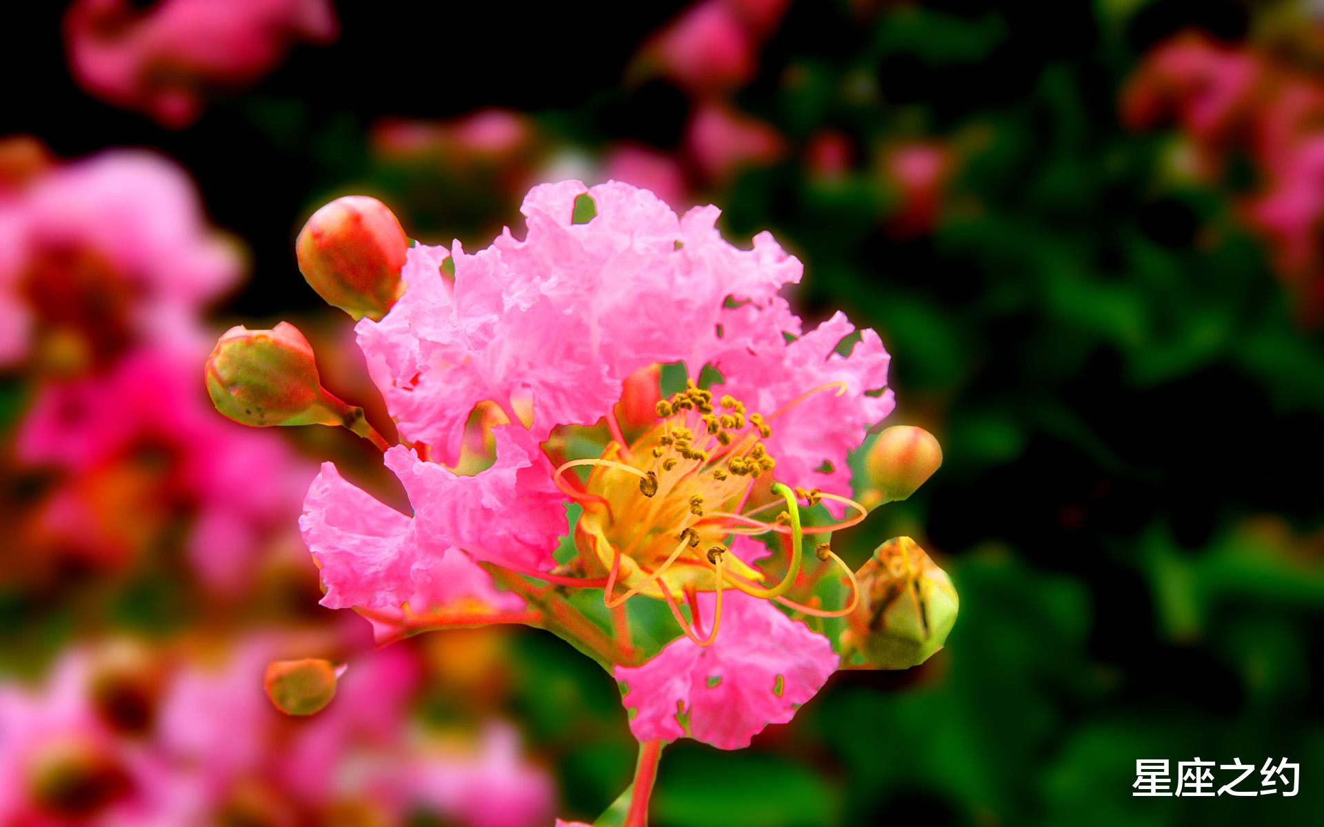 星座之约|在8月中旬，魅力四射，琴瑟和鸣，红烛摇曳的四大星座