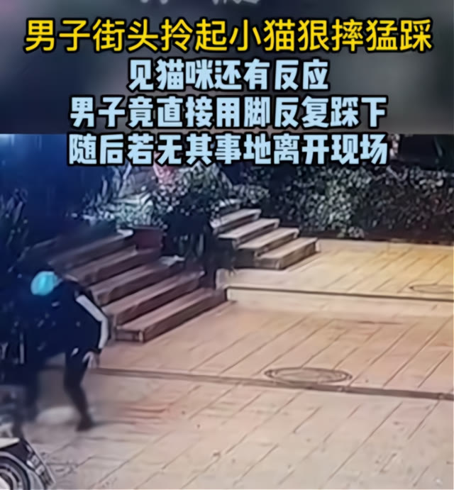 外卖员虐待小猫致猫死亡,外卖平台公开发声,以后永不录用