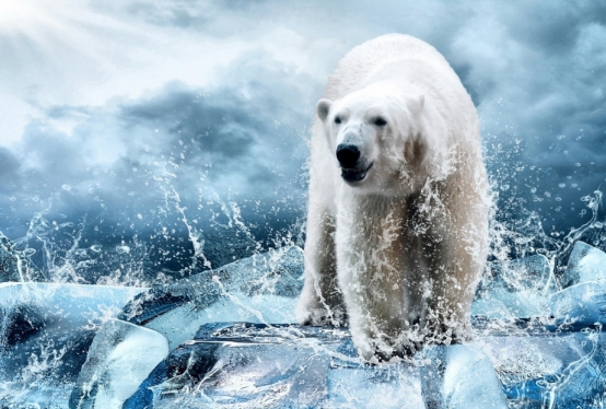  北极熊打不过棕熊，并不是体形的差距，而是因为天生拥有这个缺陷