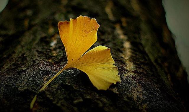 商人|越是不争，越有福气