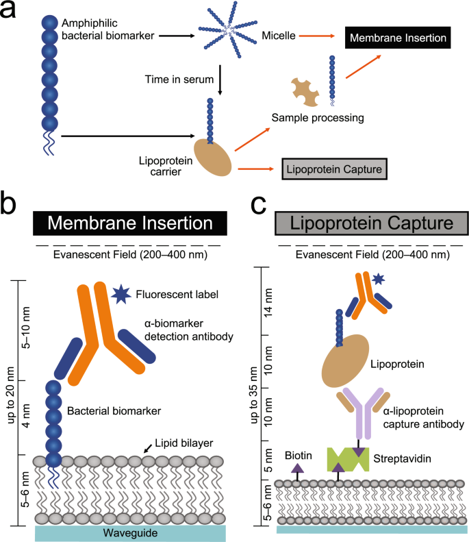  我国首次发现4.3亿年前混翅鲎化石，体长1米像蝎子，有啥意义？