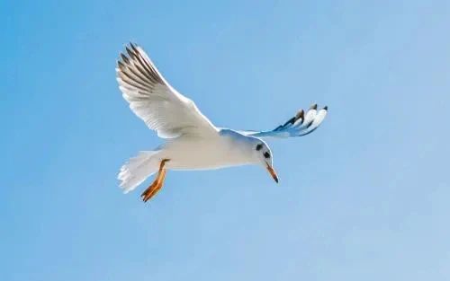 兰陵笑笑侠 我们这辈子都不会展翅飞翔，可偏偏却生着一双功能退化的翅膀！