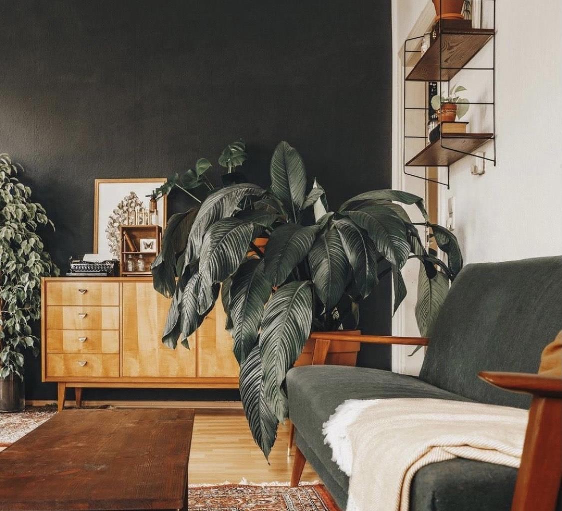 德国女主一人独居,全屋绿植环绕,温暖又治愈,一个人住好幸福!