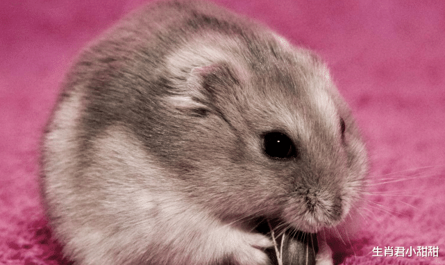 监控视频|运势旺到爆表钱财接到手软，生肖鼠排除万难，直挂云帆济沧海