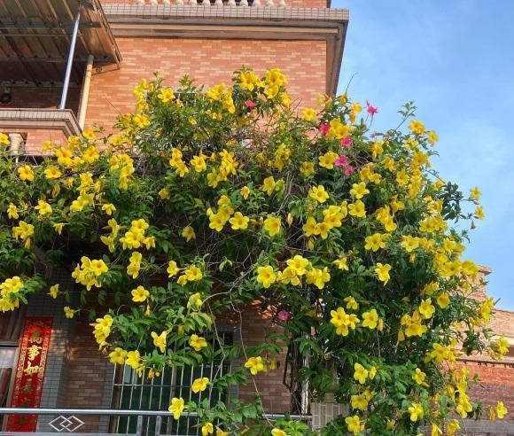 向阳园艺|看到别人养的花，是不是羡慕了？现在养也不晚，还能欣赏1个月