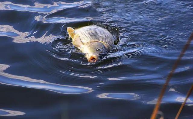 鲤鱼|推荐一个最新发现：这款零食，夏季钓鲤鱼、草鱼效果不错