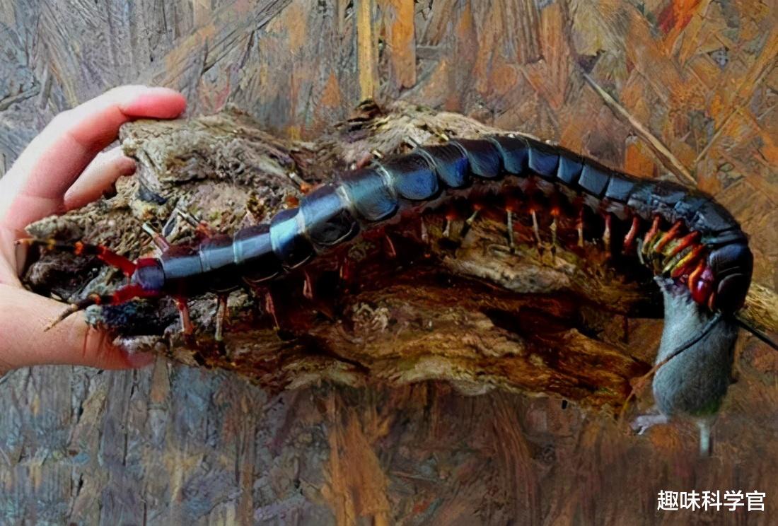 蜈蚣 一年吃掉3700只海鸟，长度超过30厘米的巨型蜈蚣，是否真的存在？