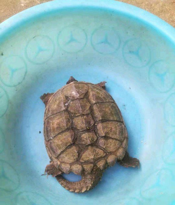 海贼王|江苏钓鱼人河边发现大龟，追出十几米将其掀翻，网友：吃了它