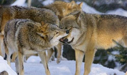 舜网 狼儿的接吻方式真是十分带劲,隔着屏幕都觉得痛……