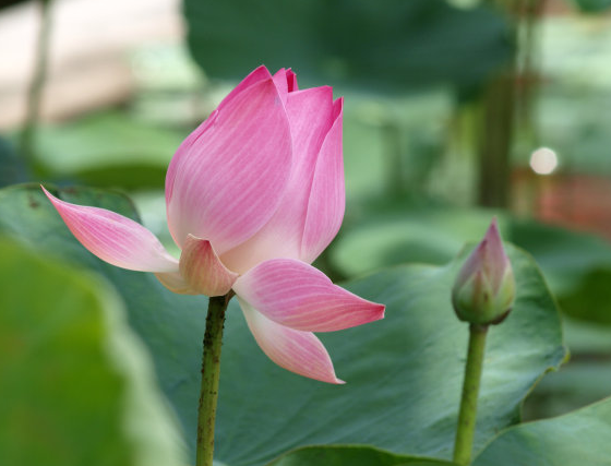 |未来一周,4属相时来运转,桃花开、横财来,生活风光无限