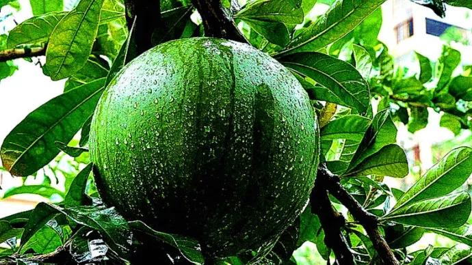 手雷 杀伤力最大的树，果实爆炸堪比手雷