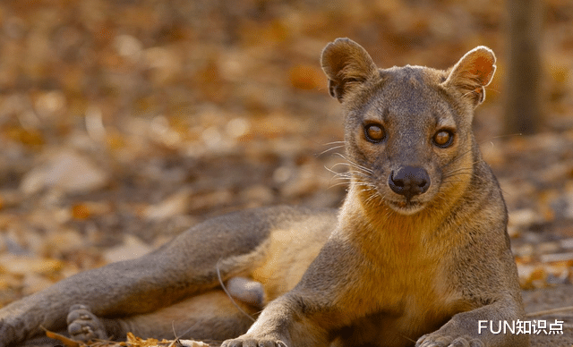 狐猴 马达加斯加的“杀戮王者”，专门捕食狐猴的马岛獴是什么来头？