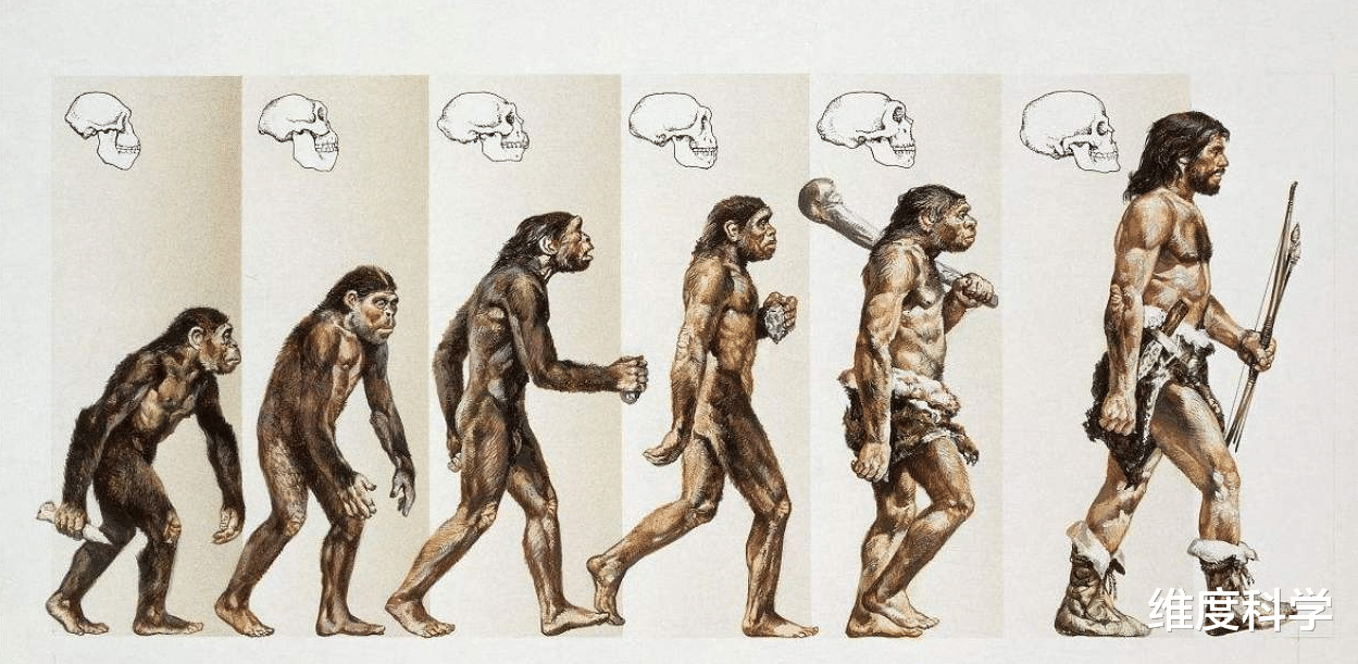 石器时代 猴子进入了“石器时代”?巴拿马的一群猴子,正在使用石器砸椰子