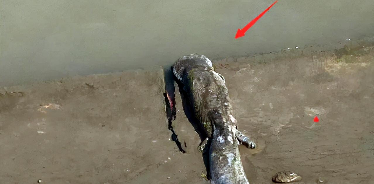 浙江省|浙江男子野钓遇“四脚怪鱼”,看清后吓出一身汗,都是放生惹的祸