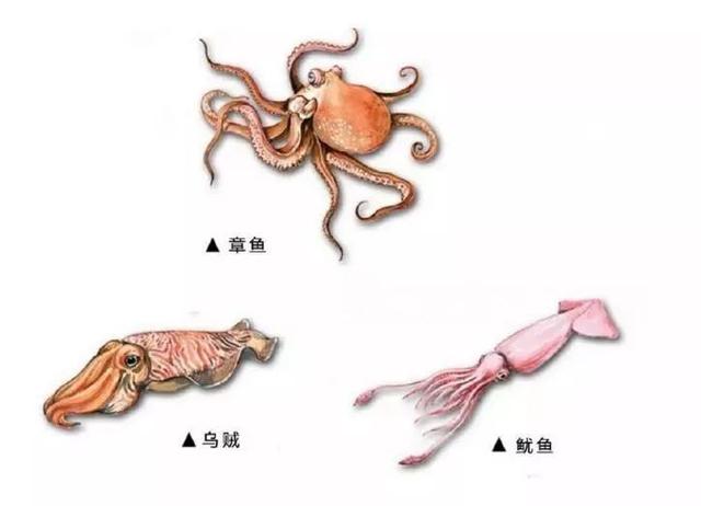 癌细胞 形似外星人的章鱼，为什么会如此的聪明？