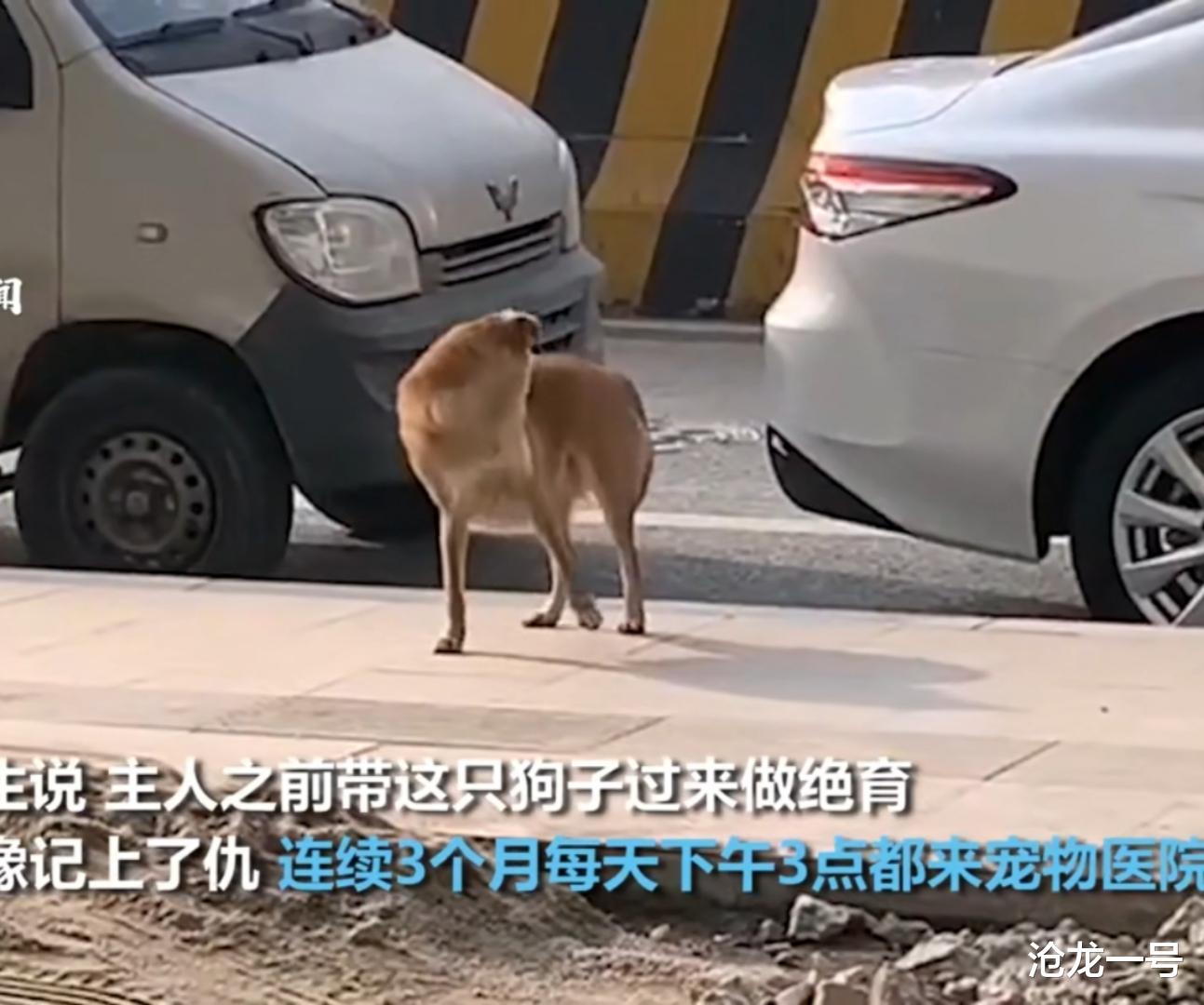 沧龙一号 湖南一只狗被绝育后和医生结仇,连续三个月到宠物医院“骂街”!