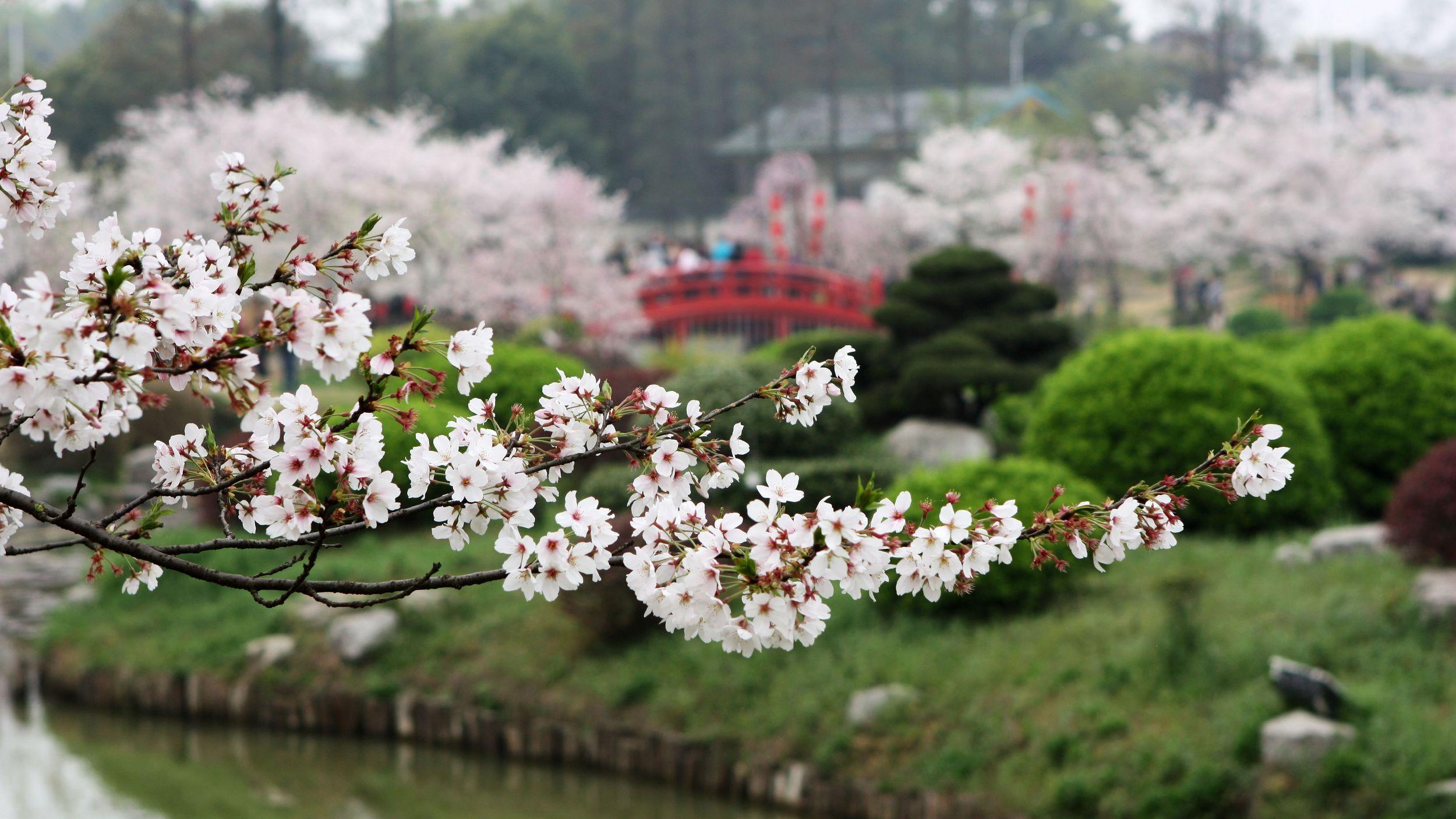 朗熹观察 武汉有名的不只是樱花，百万郁金香怒放武汉全城