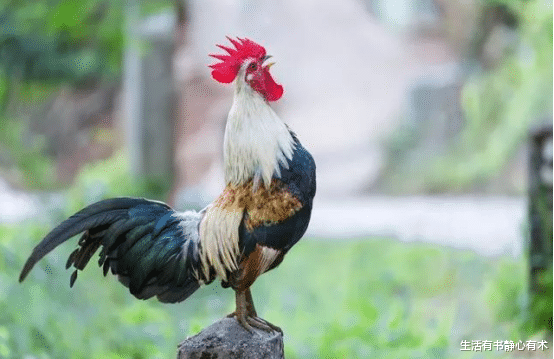 阿德利企鹅 涨知识，动物界那些你不知道的奇怪冷知识！