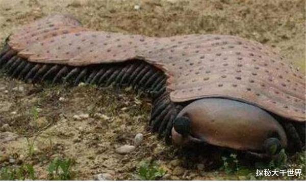 三星堆 盘点史前巨虫的辉煌时代