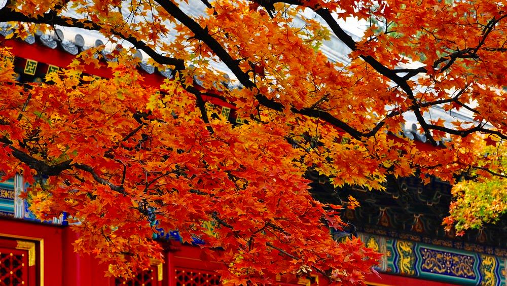 复制回忆|八座秋季颜值超高的城市，适合9-10月份旅游，你钟情那一座？